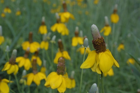 Prairie Coneflower.JPG