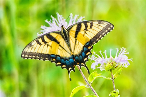 Pollinators-Butterfly.jpg