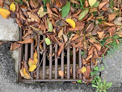a drain with leaves covering it
