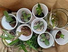 houseplantswap.jpg