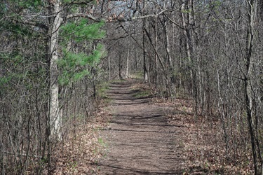 A wooded gravel trail