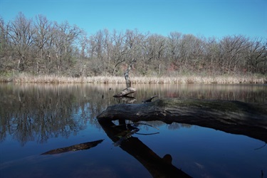 A small lake surrounded by reeds