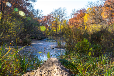 A small pound surrounded by trees