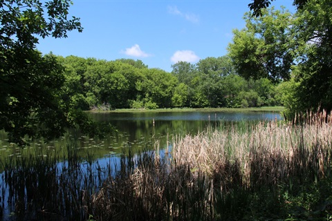 A lake surrounded by trees and reeds