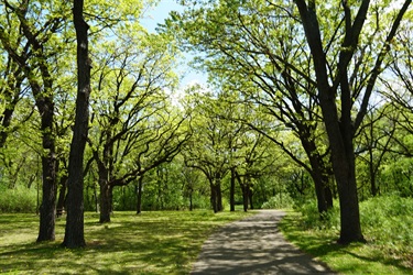 Trail through the trees