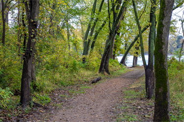 A wooded trail alongside a river