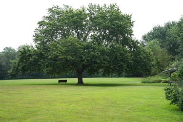 A big tree shades a bench on a large grass field
