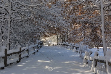 A path covered in snow. The trees and woeden fence are also covered in snow