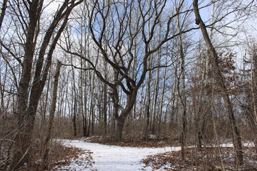 a snowy trail at Springbrook Nature Center