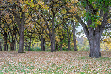 A grass field dotted by trees
